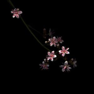 菠萝蜜视频官网
